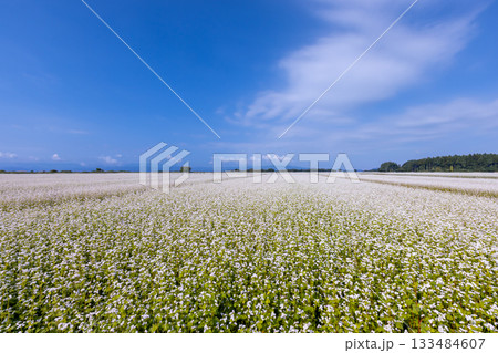 福島県耶麻郡猪苗代町金田　猪苗代湖畔の見渡す限りの蕎麦畑　満開の白いソバの花 133484607