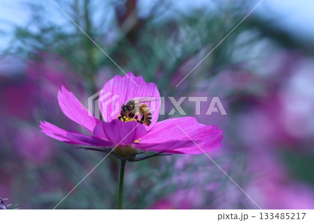 コスモスにとまり蜜を吸う蜂 コスモスにとまり蜜を吸う蜂 133485217