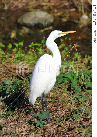チュウサギ チュウサギ 133485411