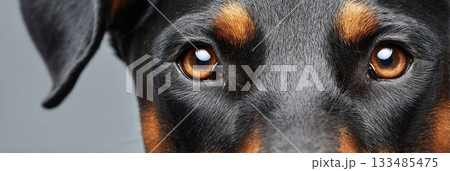 The Majestic Doberman Pinscher Captured in a Close-Up Shot, Eyes Full of Expression and Loyalty. 133485475