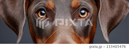 Majestic Doberman An Intense Close-Up Portrait Highlighting Distinctive Features and Noble Spirit Majestic Doberman An Intense Close-Up Portrait Highlighting Distinctive Features and Noble Spirit 133485476