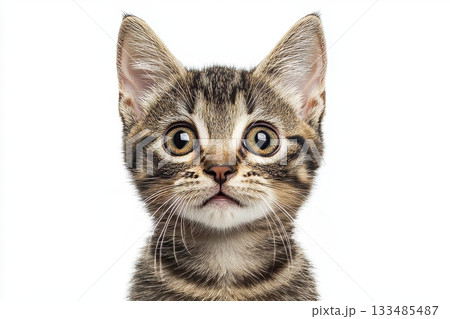 Charming Munchkin Kittens Posing Delightfully with Their Adorable Features and Playful Expressions 133485487
