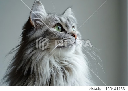 Elegant silver tabby cat with curious expression gazing upwards in a close-up portrait shot. Elegant silver tabby cat with curious expression gazing upwards in a close-up portrait shot. 133485488