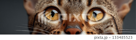 Stunning Close-Up of a Playful Bengal Cat with Striking Green Eyes and Beautiful Brown Coat Patterns Stunning Close-Up of a Playful Bengal Cat with Striking Green Eyes and Beautiful Brown Coat Patterns 133485523
