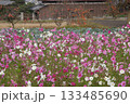 コスモス＆野菜畑＆柿の木で晩秋 133485690