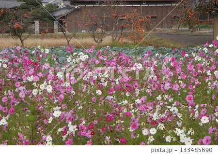 コスモス＆野菜畑＆柿の木で晩秋 133485690