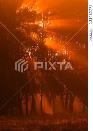 Golden Dawn Breaking Through Forest Mist 133485773