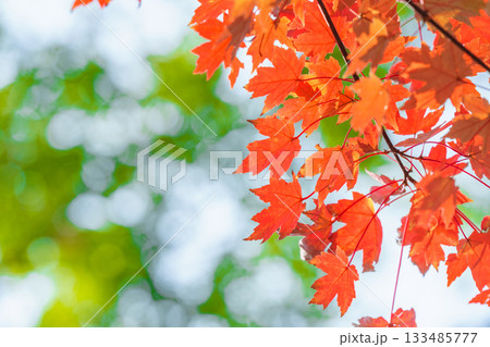 無人 自然 天然 133485777