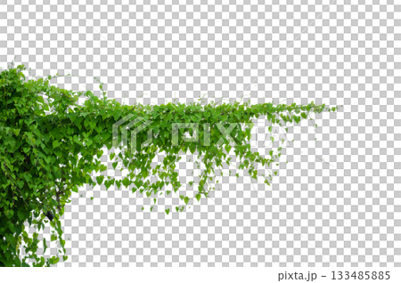 vine frame leaf vine circle Isolate on transparent background PNG file vine frame leaf vine circle Isolate on transparent background PNG file 133485885