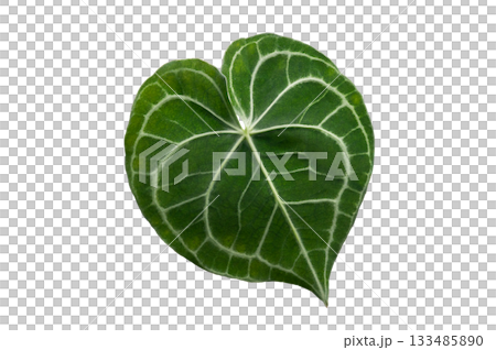 Heart anthurium Anthurium clarinervium Isolate on transparent background PNG file 133485890