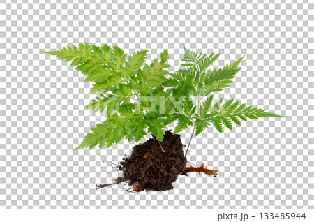 Isolated Fern Plant with Root. Transparent PNG for Botanical Design 133485944