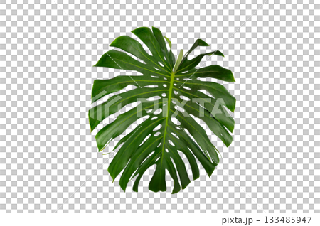 Tropical Monstera Leaf Isolated on Transparent Background for Design and Decoration. Monstera leaf PNG isolated tropical foliage 133485947
