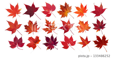 Set of red autumn leaves of liquidambar, maple, and Virginia creeper isolated on white 133486252