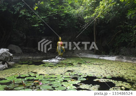 The golden conch statue of in lotus flower pond at Nang Phanthurat mountain forest park travel location in Thailand The golden conch statue of in lotus flower pond at Nang Phanthurat mountain forest park travel location in Thailand 133486524