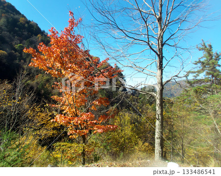青空が映える紅葉の始まった山 青空が映える紅葉の始まった山 133486541