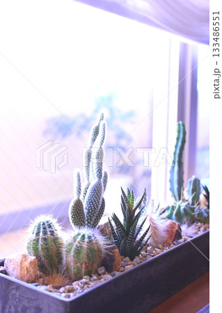 窓辺のサボテンの鉢植え 133486551