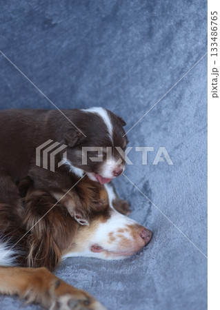 A small brown and white dog is laying on a blue blanket next to a larger dog 133486765