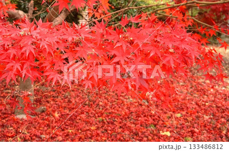真っ赤な紅葉 133486812