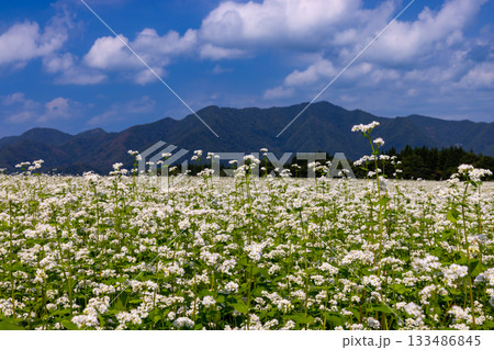福島県南会津郡下郷町沢田 猿楽台地の広大なそば畑の白い蕎麦の花と快晴の青空と山の稜線 福島県南会津郡下郷町沢田 猿楽台地の広大なそば畑の白い蕎麦の花と快晴の青空と山の稜線 133486845