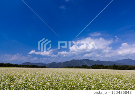 福島県南会津郡下郷町沢田　猿楽台地の広大なそば畑の白い蕎麦の花と快晴の青空と山の稜線 133486848