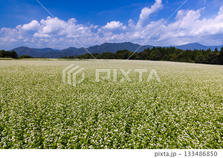 福島県南会津郡下郷町沢田　猿楽台地の広大なそば畑の白い蕎麦の花と快晴の青空と山の稜線 133486850
