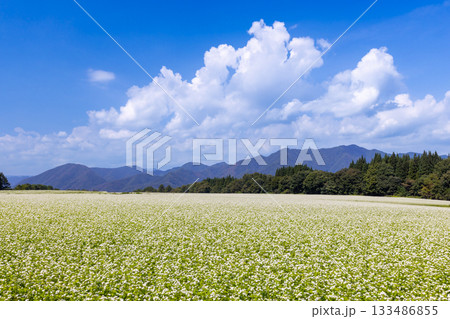 福島県南会津郡下郷町沢田　猿楽台地の広大なそば畑の白い蕎麦の花と快晴の青空と山の稜線 133486855
