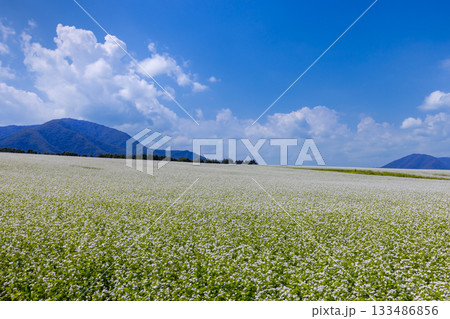 福島県南会津郡下郷町沢田　猿楽台地の広大なそば畑の白い蕎麦の花と快晴の青空と山の稜線 133486856