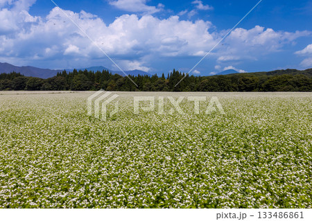 福島県南会津郡下郷町沢田　猿楽台地の広大なそば畑の白い蕎麦の花と快晴の青空と山の稜線 133486861