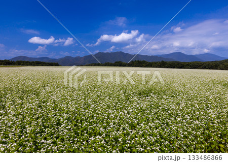 福島県南会津郡下郷町沢田　猿楽台地の広大なそば畑の白い蕎麦の花と快晴の青空と山の稜線 133486866