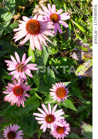 Purple Coneflower Echinacea Blossoms in Summer Garden 133486958