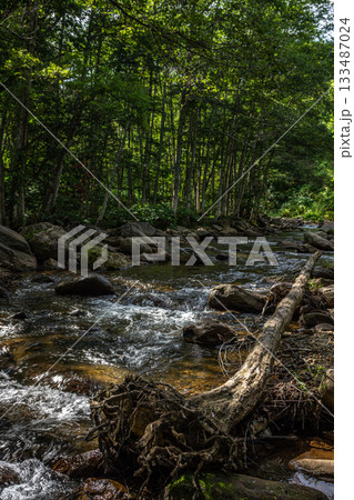 福島県桧枝岐村の夏の渓流、倒木と木漏れ日の流れる水 133487024