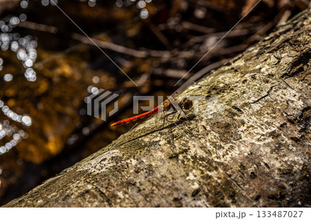 倒木に止まる赤トンボのクローズアップ、水面の玉ボケと秋 133487027