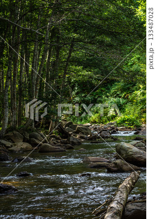 福島県桧枝岐村の森と渓流、初秋の清流と白樺の木々 福島県桧枝岐村の森と渓流、初秋の清流と白樺の木々 133487028