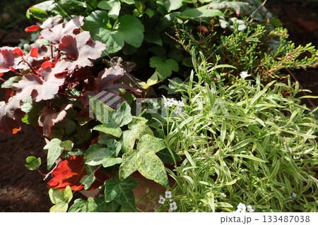 カラーリーフの寄せ植え カラーリーフの寄せ植え 133487038
