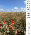 Blooming red poppies close-up in the flower field. Wildflowers in the countryside on sunny day against a blue sky with clouds. Papaver 133487279