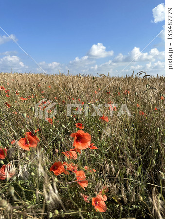 Blooming red poppies close-up in the flower field. Wildflowers in the countryside on sunny day against a blue sky with clouds. Papaver Blooming red poppies close-up in the flower field. Wildflowers in the countryside on sunny day against a blue sky with clouds. Papaver 133487279