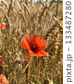 Blooming red poppy in close-up on a rye field. Wildflowers in the countryside on a sunny day against the background of wheat spikelets. Papaver. 133487280