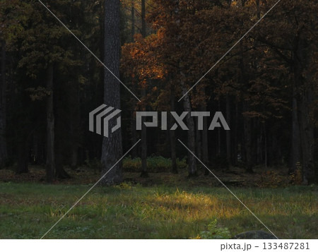 Golden rays of sunlight filtering through tree canopies, on an Autumn evening. Stunning Forest Scenic Fall Landscape Background. Beautiful fall scenery Golden rays of sunlight filtering through tree canopies, on an Autumn evening. Stunning Forest Scenic Fall Landscape Background. Beautiful fall scenery 133487281