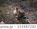 One little newborn fluffy duckling outdoors. Cute Young duck. Nice small bird close-up 133487282