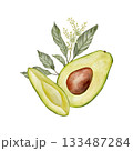 Watercolor half avocado with seed, leaves and flowers illustration. Hand drawn botanical drawing. Green plant fruit on isolated background for food, cosmetic packaging design, card, invitation. 133487284