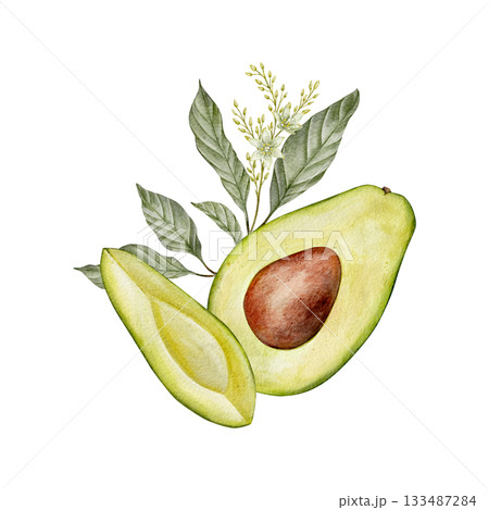 Watercolor half avocado with seed, leaves and flowers illustration. Hand drawn botanical drawing. Green plant fruit on isolated background for food, cosmetic packaging design, card, invitation. 133487284