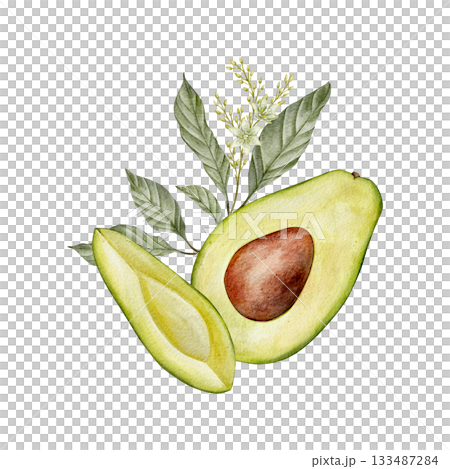 Watercolor half avocado with seed, leaves and flowers illustration. Hand drawn botanical drawing. Green plant fruit on isolated background for food, cosmetic packaging design, card, invitation. Watercolor half avocado with seed, leaves and flowers illustration. Hand drawn botanical drawing. Green plant fruit on isolated background for food, cosmetic packaging design, card, invitation. 133487284