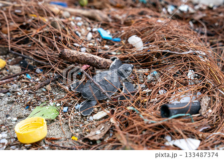 プラスチックゴミの上を歩くアオウミガメの赤ちゃん プラスチックゴミの上を歩くアオウミガメの赤ちゃん 133487374