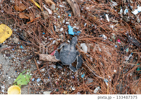 プラスチックゴミの上を歩くアオウミガメの赤ちゃん 133487375