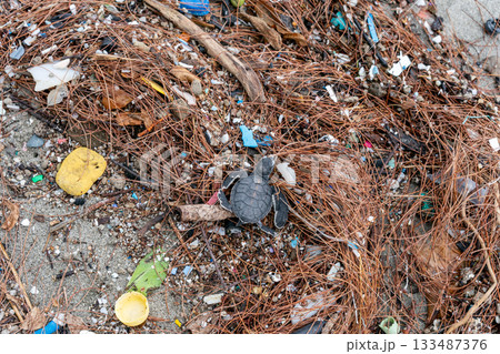 プラスチックゴミの上を歩くアオウミガメの赤ちゃん 133487376