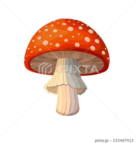 Amanita Muscaria mushroom vector Amanita Muscaria mushroom vector 133487413