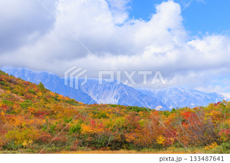 秋の白馬の鎌池湿原周辺の紅葉 133487641