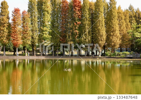 紅葉したヌマスギの背比べ 埼玉県別所沼公園 紅葉したヌマスギの背比べ 埼玉県別所沼公園 133487648