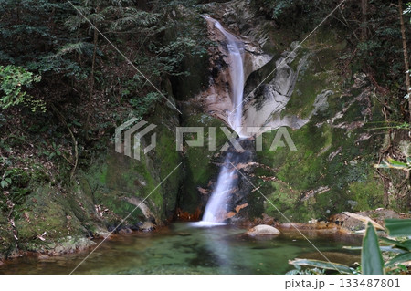 山口県の秘境、寂地峡の竜尾の滝と苔むした岩壁 133487801