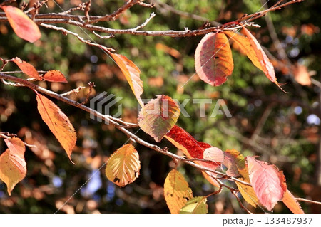 紅葉した葉 133487937